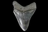 Serrated, Fossil Megalodon Tooth - Georgia #101507-2